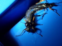 Bibio palliatus