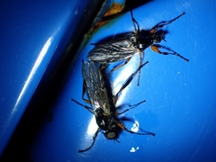 Bibio palliatus