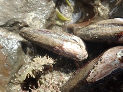 Zelithophaga truncata