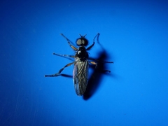 Bibio palliatus