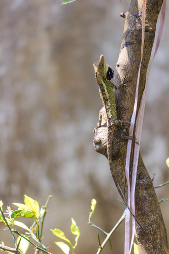 Green Fan-throated lizard