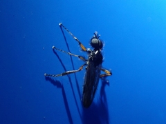 Bibio palliatus