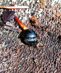 Accanthopus velikensis