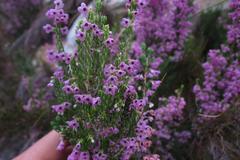 Erica newdigatei