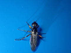 Bibio palliatus