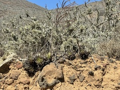 Dudleya cultrata