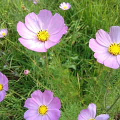 Cosmos bipinnatus