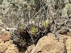 Dudleya cultrata