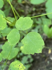 Thalictrum clavatum