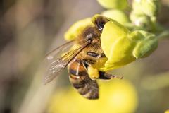 Apis mellifera