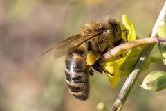 Apis mellifera