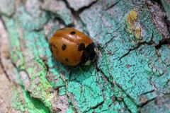 Coccinella septempunctata