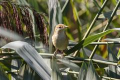Acrocephalus scirpaceus