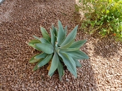 Agave