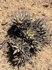 Dudleya cultrata