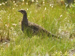 Dendragapus fuliginosus