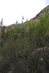 Leucadendron loeriense