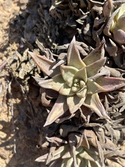 Dudleya cultrata