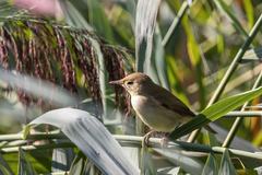 Acrocephalus scirpaceus