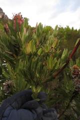 Leucadendron loeriense