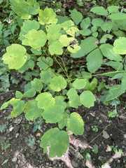 Thalictrum clavatum