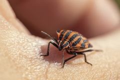 Graphosoma italicum italicum