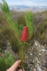 Leucadendron nobile