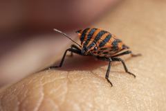 Graphosoma italicum italicum