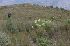 Leucadendron pubibracteolatum