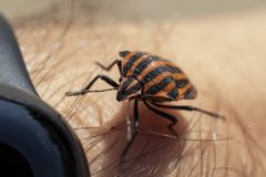 Graphosoma italicum italicum
