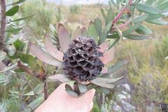 Leucadendron pubibracteolatum