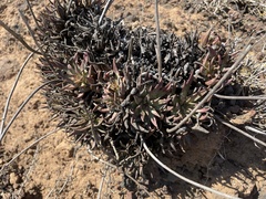 Dudleya cultrata