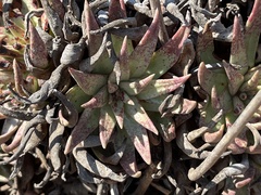 Dudleya cultrata