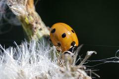 Coccinella septempunctata