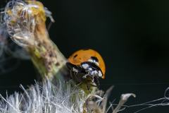 Coccinella septempunctata