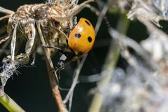 Coccinella septempunctata