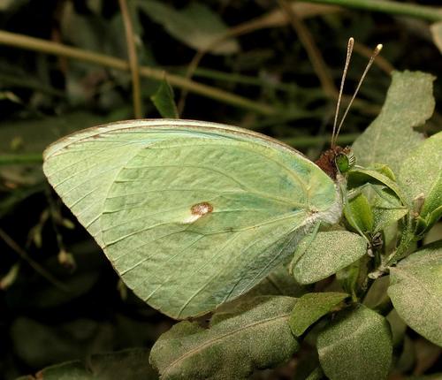 Green-eyed Vagrant