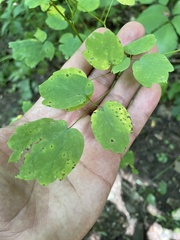 Thalictrum clavatum