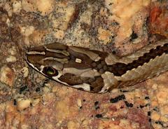 Psammophis crucifer