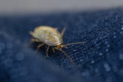 Planuncus tingitanus
