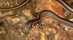 Psammophis crucifer