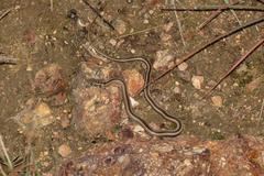 Psammophis crucifer
