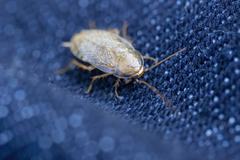 Planuncus tingitanus