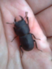 Dorcus parallelipipedus