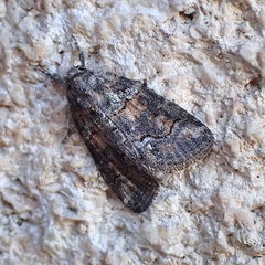 Bryophila vandalusiae