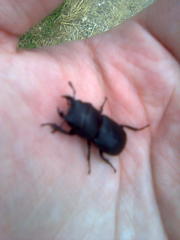 Dorcus parallelipipedus