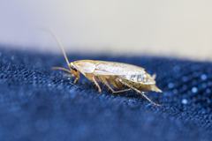Planuncus tingitanus