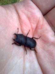 Dorcus parallelipipedus