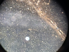 Bathygobius cocosensis