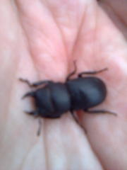 Dorcus parallelipipedus